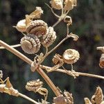 Medicago rugosa Annet