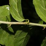 Celtis iguanaea Ліст