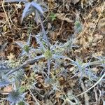 Eryngium creticum ফুল