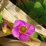 Oxalis depressa