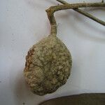 Leonia glycycarpa Otro