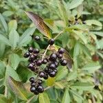 Ligustrum vulgareFruit