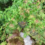 Aralia hispida Hábitos