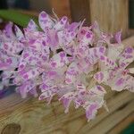 Rhynchostylis retusa Λουλούδι