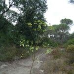 Euphorbia biumbellata موطن