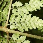 Dryopteris aemula Folio