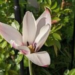Tulipa clusiana Flors