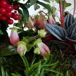 Kalanchoe miniata Flower