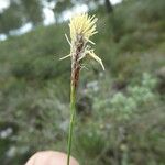 Carex halleriana Flor