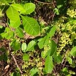 Searsia longipes Leaf