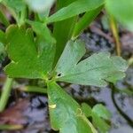 Ranunculus sceleratus পাতা