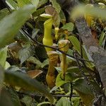 Nepenthes pervillei Leaf