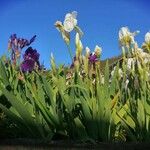 Iris × germanica Kvet