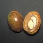 Acioa guianensis Fruchs