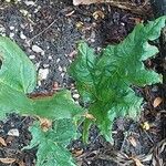 Rheum palmatum Likasa