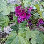 Malva sylvestrisFlower