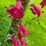 Penstemon barbatus Flower