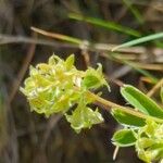 Alchemilla alpinaBlomst