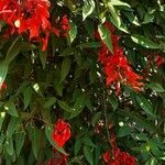 Erythrina crista-galli Прочее