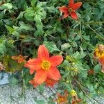 Cosmos sulphureus Flower