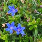 Glandora prostrata 花