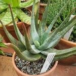 Aloe krapohliana 整株植物