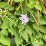 Succisella inflexa 花