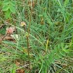 Sanguisorba minor Habit