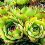 Sempervivum tectorum Лист