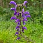 Salvia pratensisBlomma