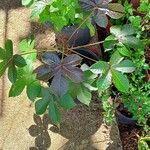 Jatropha gossypiifolia Leaf