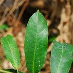 Dichostemma glaucescens Leaf