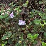 Clinopodium nepetaപുഷ്പം