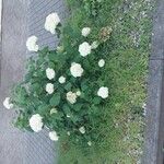 Hydrangea arborescens عادت