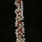 Calyptrogyne trichostachys Fruto