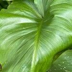 Zantedeschia aethiopica Blatt