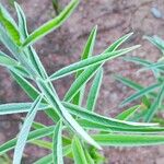 Crotalaria juncea Blad