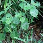 Salpichroa origanifolia 整株植物