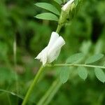 Vicia hybrida 葉