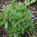 Rhododendron balfourianum Φύλλο