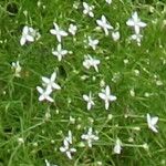 Moehringia muscosa Flower