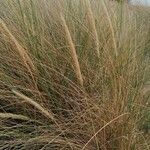 Ammophila arenaria Alkat (teljes növény)