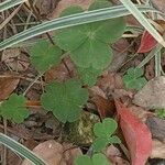 Phyllanthus tenellus Blad