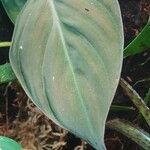 Philodendron melanochrysum Leaf