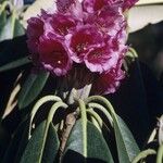 Rhododendron hodgsonii Floro