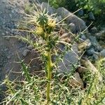 Echinops echinatus Bark