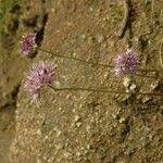 Allium howellii 花
