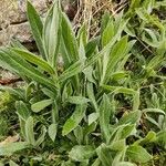 Centaurea montana Hoja