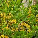 Forsythia viridissima Λουλούδι