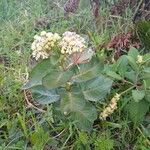 Asclepias latifolia ᱥᱟᱠᱟᱢ